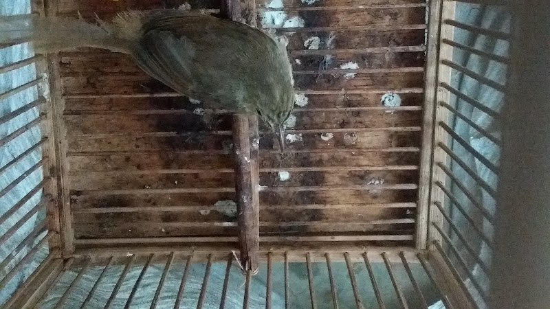 Toko Burung (1) terbaik di Kab. Banjarnegara