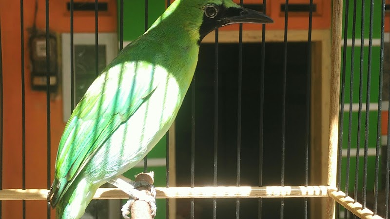 Toko Burung (1) terbaik di Kab. Jember