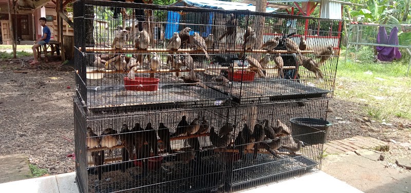 Toko Burung (1) terbaik di Kab. Jepara