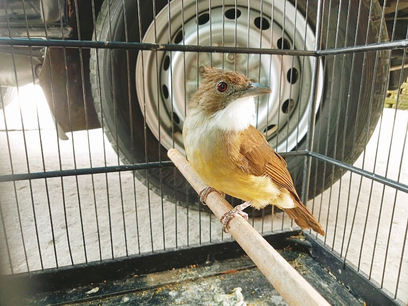 Toko Burung (1) terbaik di Kab. Sragen