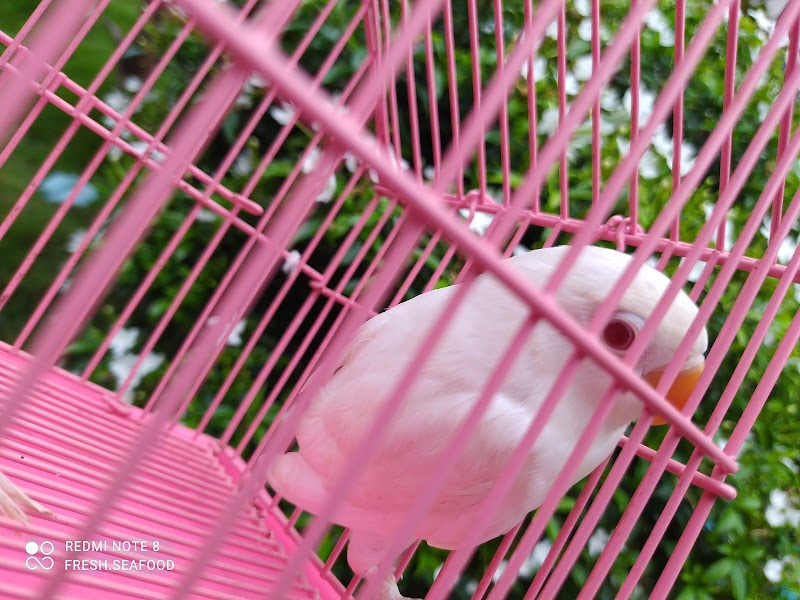 Toko Burung (1) terbaik di Kab. Sumenep