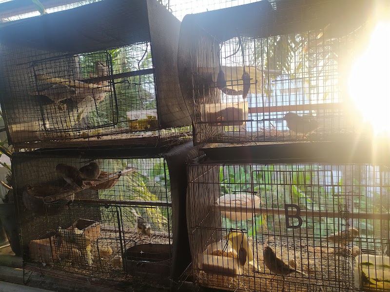 Toko Burung (1) terbaik di Kab. Trenggalek