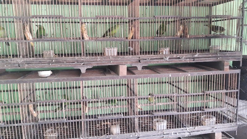 Toko Burung (1) terbaik di Kota Banjarmasin