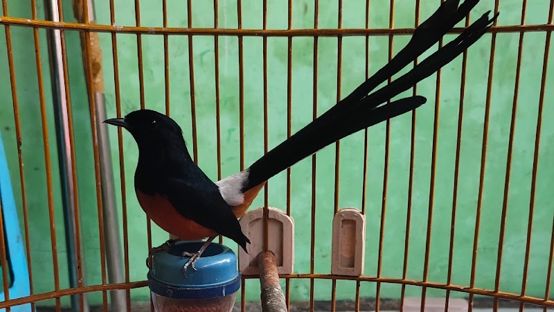 Toko Burung (1) terbaik di Kota Sukabumi