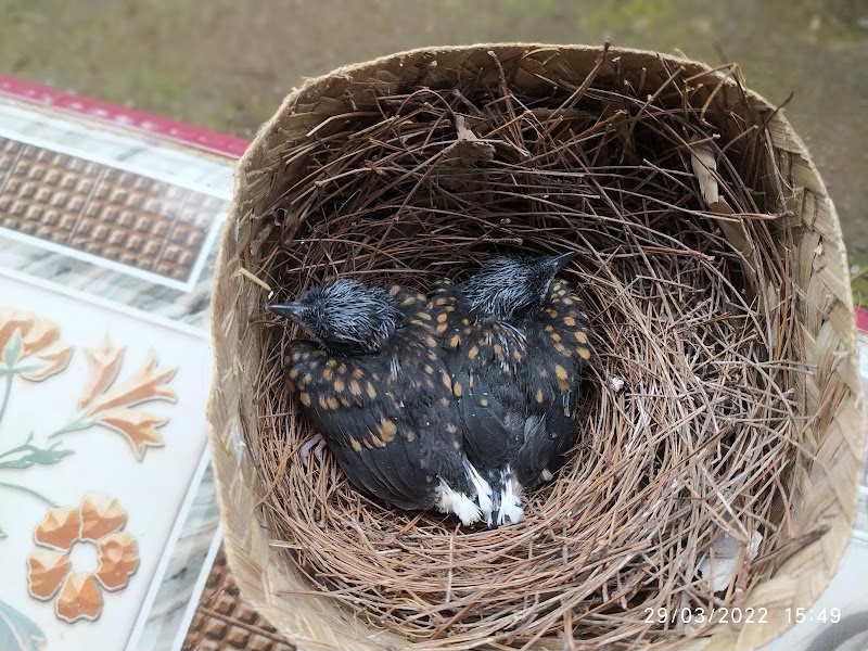 Toko Burung (2) terbaik di Kab. Banjarnegara