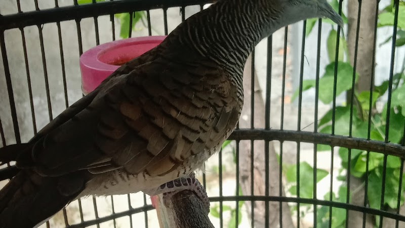 Toko Burung (2) terbaik di Kab. Nganjuk