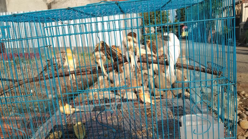 Toko Burung (2) terbaik di Kab. Pemalang