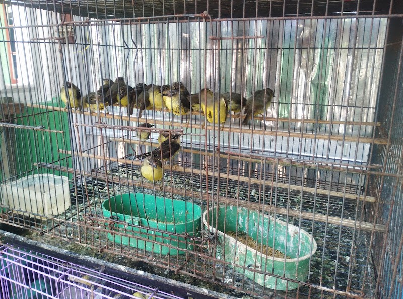 Toko Burung (2) terbaik di Kab. Sidoarjo