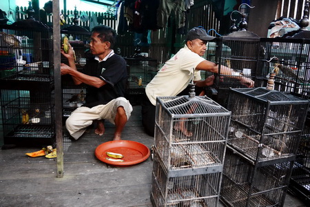 Toko Burung (2) terbaik di Kota Balikpapan