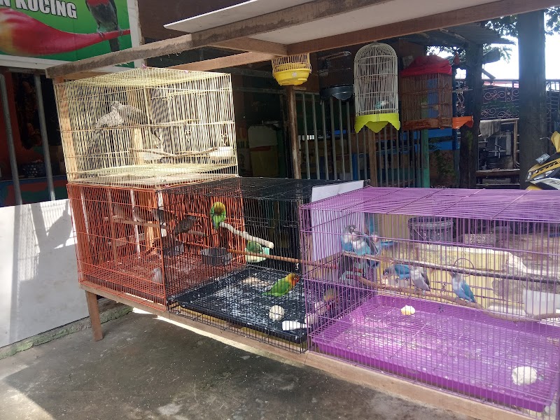 Toko Burung (2) terbaik di Kota Batam