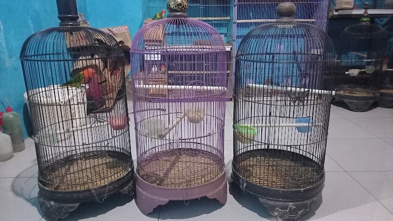 Toko Burung (2) terbaik di Kota Pekalongan