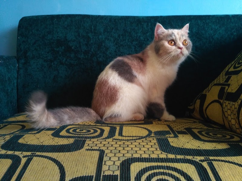 Toko Cat (2) terbaik di Kota Probolinggo