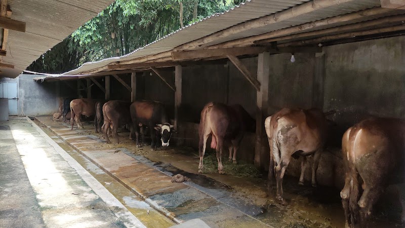 Toko Daging (1) terbaik di Kab. Mojokerto