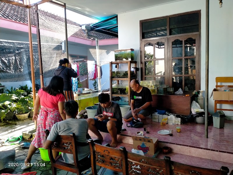 Toko Ikan Hias (2) terbaik di Kab. Banyuwangi