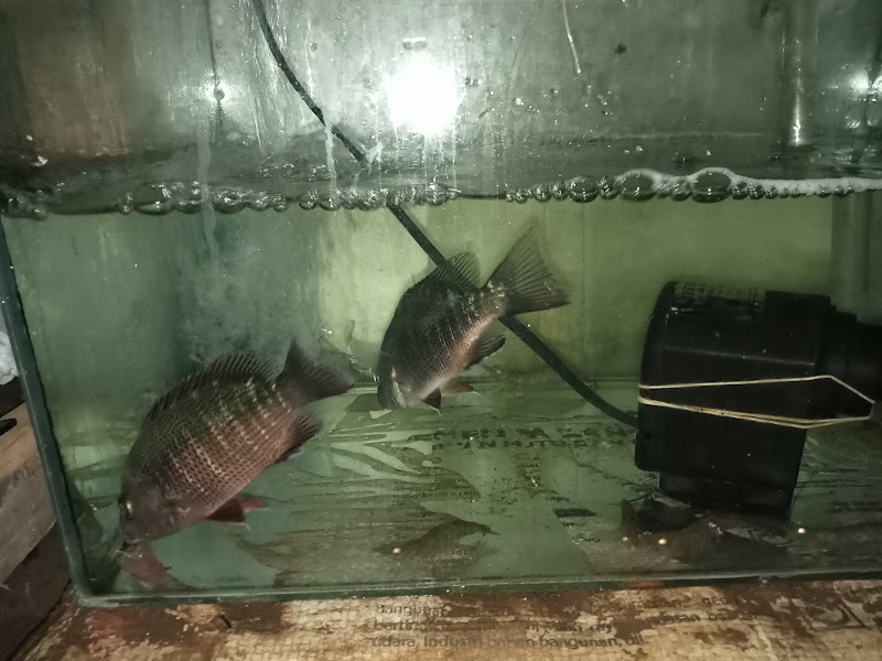 Toko Ikan Hias (2) terbaik di Kab. Cilacap