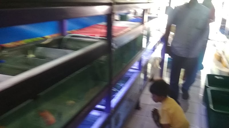 Toko Ikan Hias (2) terbaik di Kab. Magetan