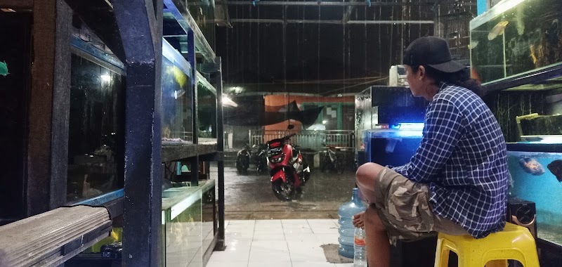 Toko Ikan Hias (2) terbaik di Kab. Sidoarjo