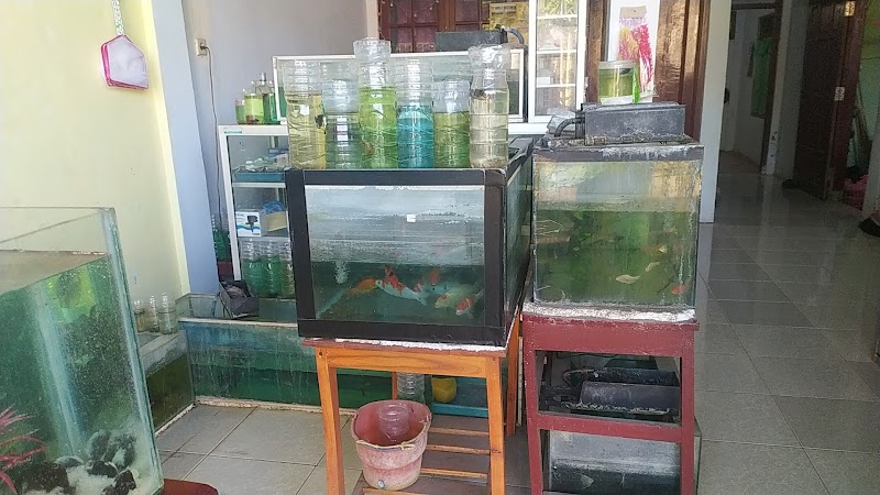 Toko Ikan Hias (2) terbaik di Kab. Trenggalek