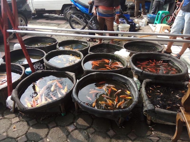 Toko Ikan Hias (2) terbaik di Kota Bogor