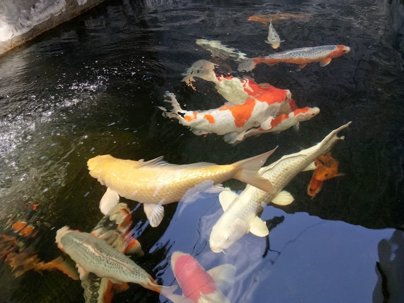 Toko Ikan Hias (2) terbaik di Kota Kupang