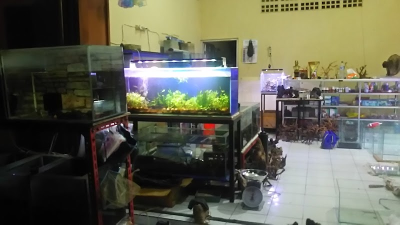 Toko Ikan Hias (2) terbaik di Kota Madiun