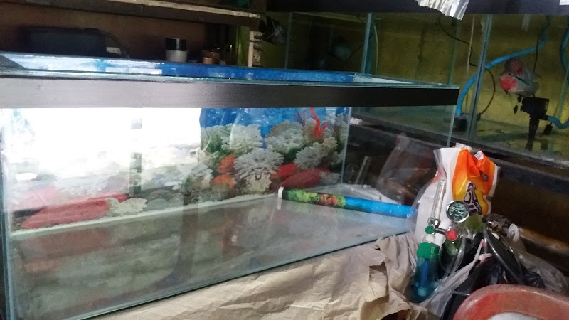 Toko Ikan Hias (2) terbaik di Kota Manado